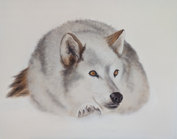 Arctic Wolf